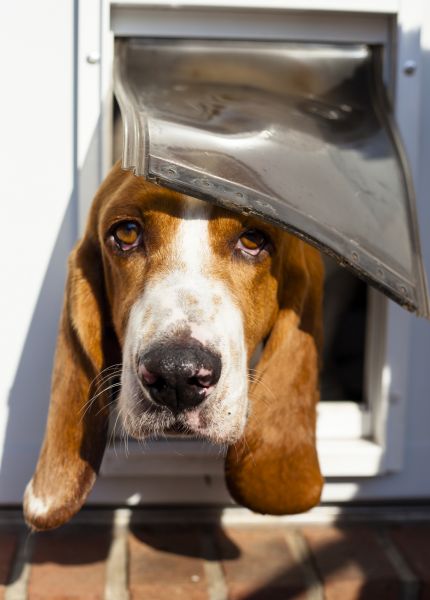 Dog Door Installation Service - Dog Door Installation Service New York, New York