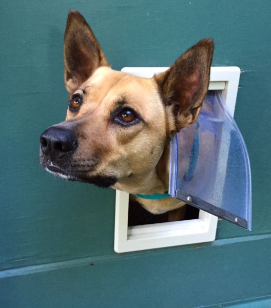 Pet Door Assembly